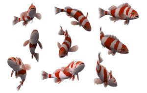 Fish Free PNG Image