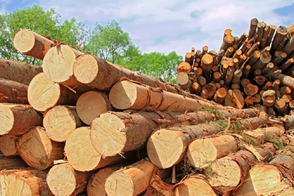چرا بهترین چوب برای مبل چوب راش است؟ چرا بهترین چوب برای مبل چوب راش است؟